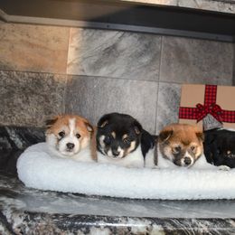 Shiba Inu and Shih Tzus from Highline Puppies
