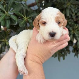 Gregory - Parti male Goldendoodle puppy in Barstow, California from Golden Desert Doodles