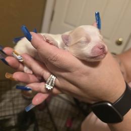 Versace - Cream male Pomeranian puppy in Illinois from Maribel Poms