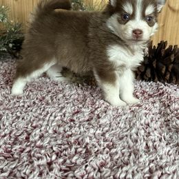 Pomsky Puppies from Ritzy Puppies
