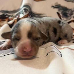 Chuck - Blue male Pembroke Welsh Corgi puppy in Hillsville, Virginia from Bonderosa Kennels