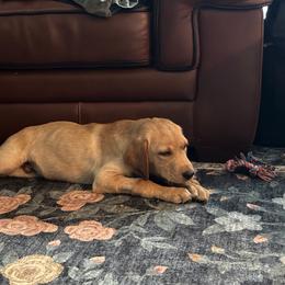 Cole- black collar - Yellow male Labrador Retriever puppy in Archer Lodge, North Carolina from Archer Lodge Labradors