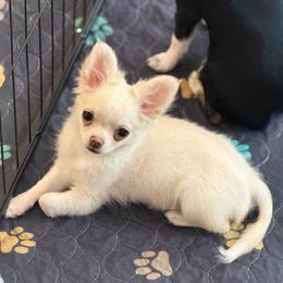 Peaches - Cream and white female Chihuahua puppy in Harrison, Michigan from Cloud9 Chihuahuas
