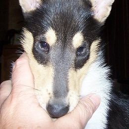 Collie Puppies from Aredhel Collies