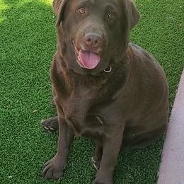 Labrador Retriever All Grown Up from Daisy Mountain Labs
