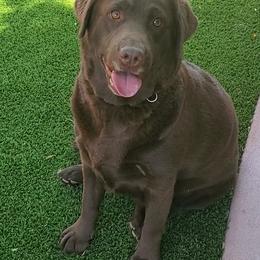 Labrador Retriever All Grown Up from Daisy Mountain Labs