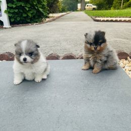 Pomeranian puppies from Dusty Trail Pomeranians