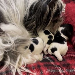 Biewer Terrier and Yorkshire Terrier Puppies from York Town California