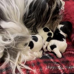 Biewer Terrier and Yorkshire Terrier Puppies from York Town California