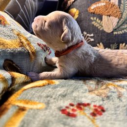 Girl 2 - female Lagotto Romagnolo puppy in Westlake, Oregon from Premier Truffles