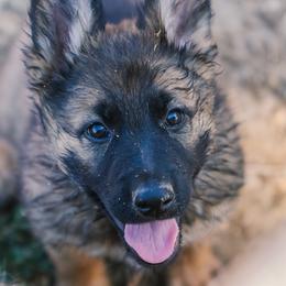 Red - Sable female German Shepherd puppy in Rolling Hills, Wyoming from Wyohaus German Shepherds