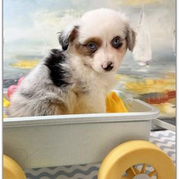 Girl 1 Mini Aussie - Blue merle female Miniature Australian Shepherd puppy in Pensacola, Florida from TNT MINI AUSSIES