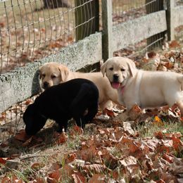 Labrador Retriever Puppies from Ashland Labradors