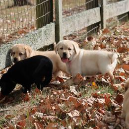 Labrador Retriever Puppies from Ashland Labradors