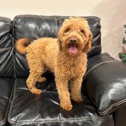 Opal - Goldendoodle