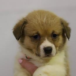 Girl 3 - Sable female Pembroke Welsh Corgi puppy in Ocala, Florida from Dolan Farms Corgis