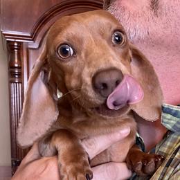 Astrid - Dachshund