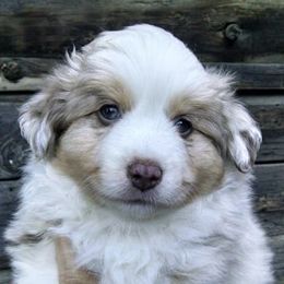 Miniature Australian Shepherds and Toy Australian Shepherds from Lorislilsussies