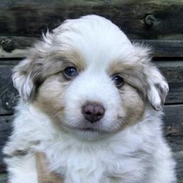 Miniature Australian Shepherds and Toy Australian Shepherds from Lorislilsussies