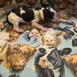 Boy 4 - Black white and tan male English Springer Spaniel puppy in Braidwood, Illinois from A & R Springers