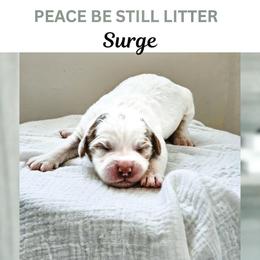 Surge - Parti male Goldendoodle puppy in Punta Gorda, Florida from Transformation Acres Goldendoodle