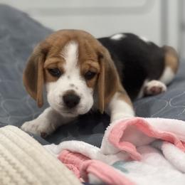 Beagle Puppies from Leslie Beagles of Leslie Farm