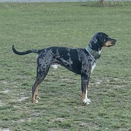 Drachen - Catahoula Leopard Dog
