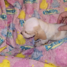 Basset Hound Puppies from Violet Lane Basset Hounds