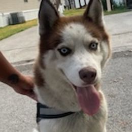Pomskies and Siberian Huskies from Miranda's Huskies