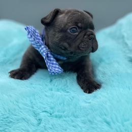 French Bulldog Puppies from Infinity Frenchies