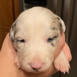 Reba (Charlotte) - Blue merle Border Collie puppy in Huntersville, North Carolina from MJ Border Collies