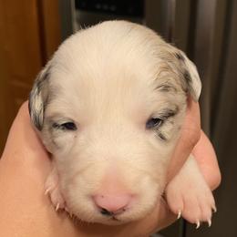 Reba (Charlotte) - Blue merle Border Collie puppy in Huntersville, North Carolina from MJ Border Collies