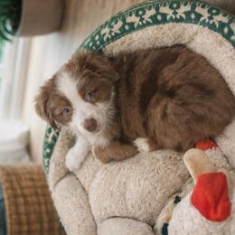 Maple - Red merle female Toy Australian Shepherd puppy in Princeton, Louisiana from Legacy Hill Aussies
