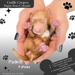 Padme - Apricot female Cavapoo puppy in Fort Lupton, Colorado from Puppy Paws Colorado