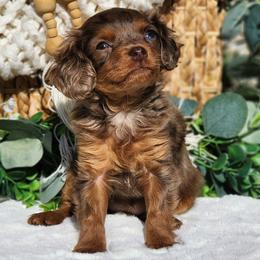 Anastasia - Merle female Cavapoo puppy in Dothan, Alabama from Farquharson's Poodles&Doodles