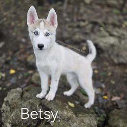 Siberian Husky puppies from Shimmermint Siberians