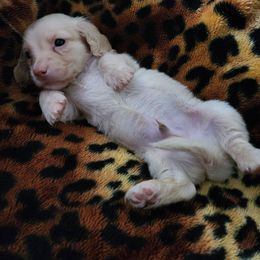 Enzo - Red male Dachshund puppy in Adolphus, Kentucky from Walker's Dachshunds