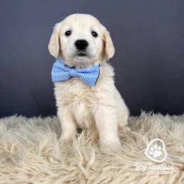 Yoshi - White male Companion Cross puppy in Utah County, Utah from Big Hearted Breeders