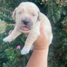 Red collar - Golden female Golden Retriever puppy in Jesup, Georgia from Painted Platinum Retrievers (Painted Platinum Kennel) PPK