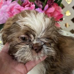 Louie - Tricolor male Shih Tzu puppy in Victorville, California from Precioustzus