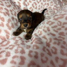 Toby - Brindle male Dachshund puppy in Lake City, Florida from My Ditzy Doxies of Florida