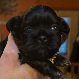 Ding Dong - Black male Shih Tzu puppy in Nekoosa, Wisconsin from Brox Acres House of Fur LLC