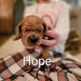 Hope - Red  female Goldendoodle puppy in Red Oak, Iowa from Fisher Pups-Stay Golden with a Doodle