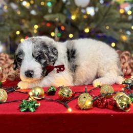Onyx - Blue merle and white male Sheepadoodle puppy in Tahlequah, Oklahoma from Mulberry Ridge Doodles