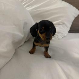 Princess - Black and tan female Dachshund puppy in Ft Dodge, Iowa from Secret Reality