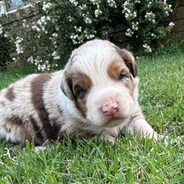 Cooper - Red merle male Australian Shepherd puppy in Mount Vernon, Texas from RJ's Aussie Posse