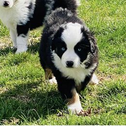 Miniature American Shepherd Puppies from Meadow Run Mini American Shepherds