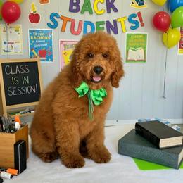 Lennon's Green Boy - Red  male Goldendoodle puppy in Kountze, Texas from Texas Doodles LLC