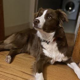 Ginger - Border Collie