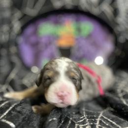 Mary - Blue merle female Bernedoodle puppy in Lone Jack, Missouri from Elite Bernedoodle Besties LLC